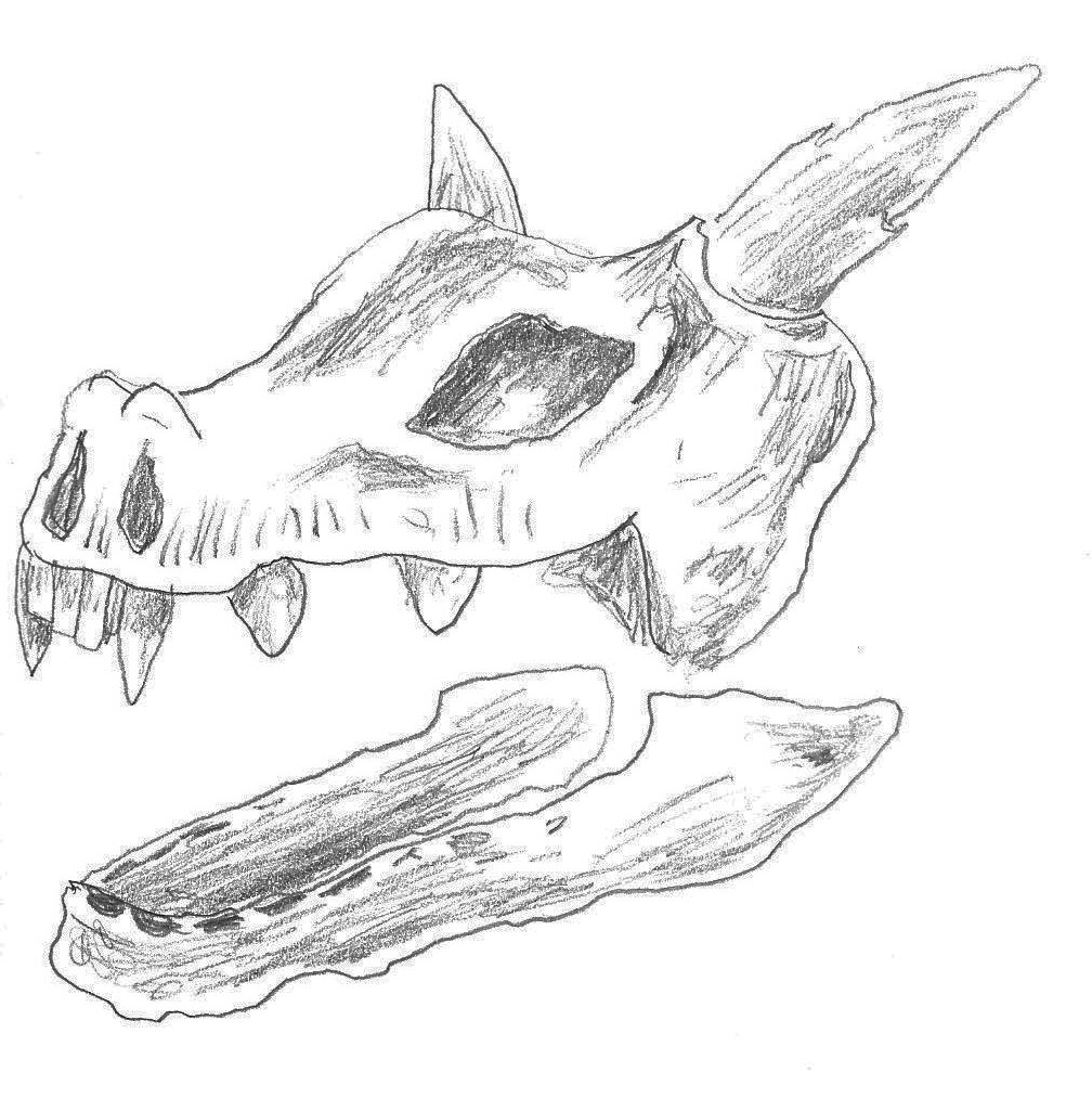 minotaur skull drawing